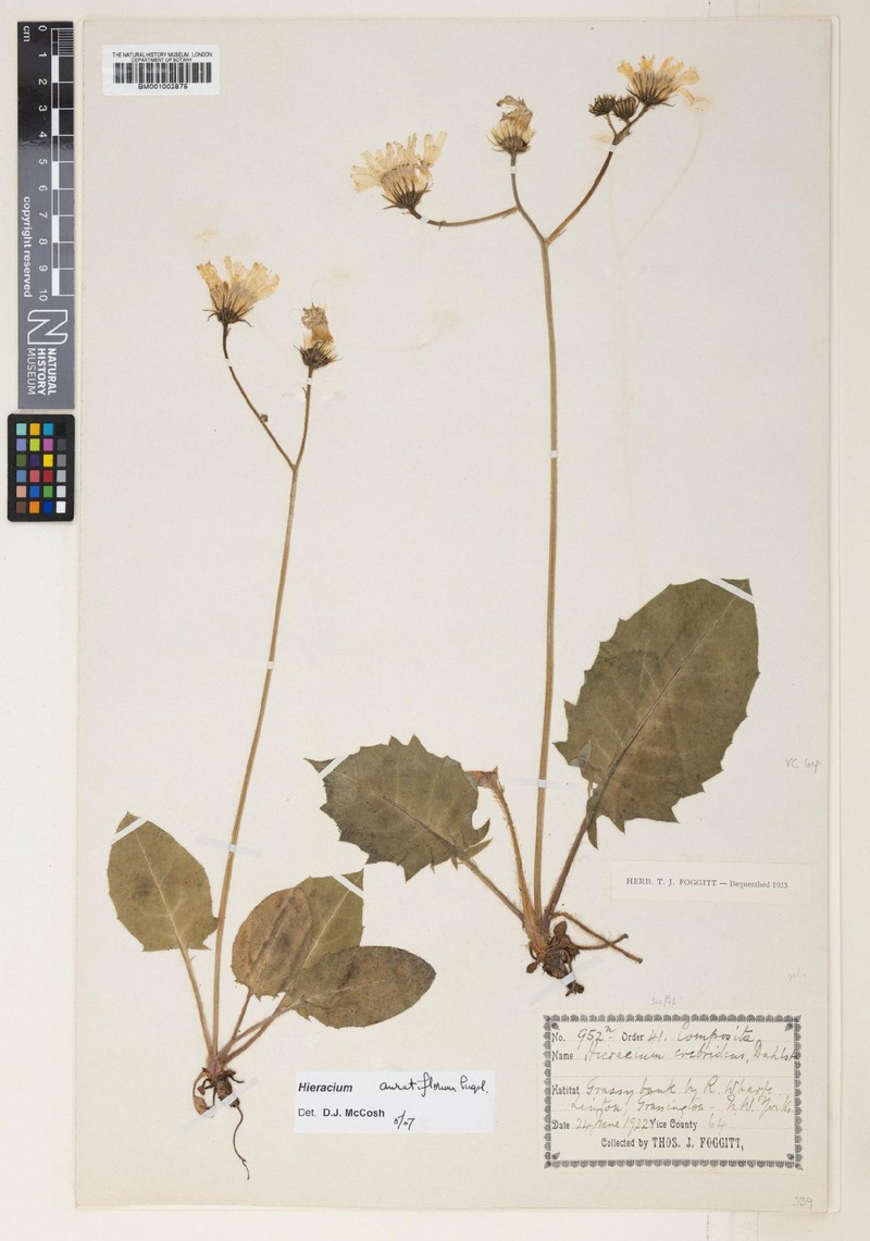 Hieracium auratiflorum photo 2