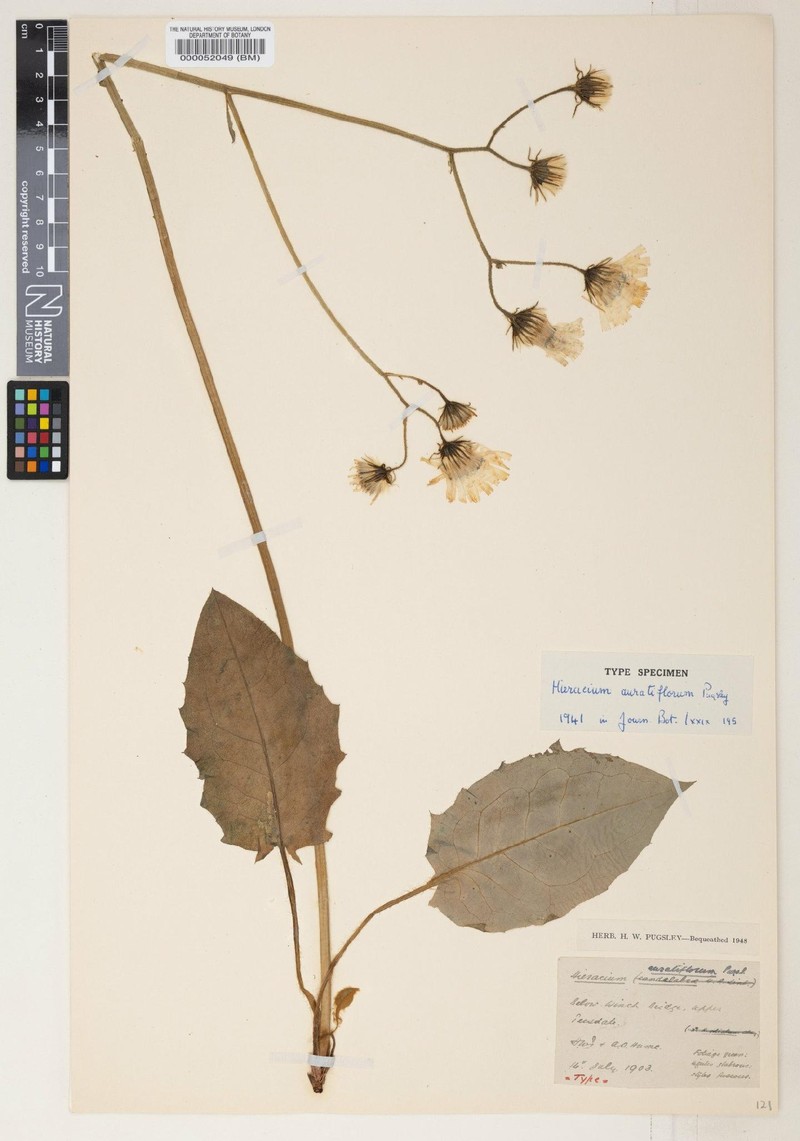 Hieracium auratiflorum photo 3