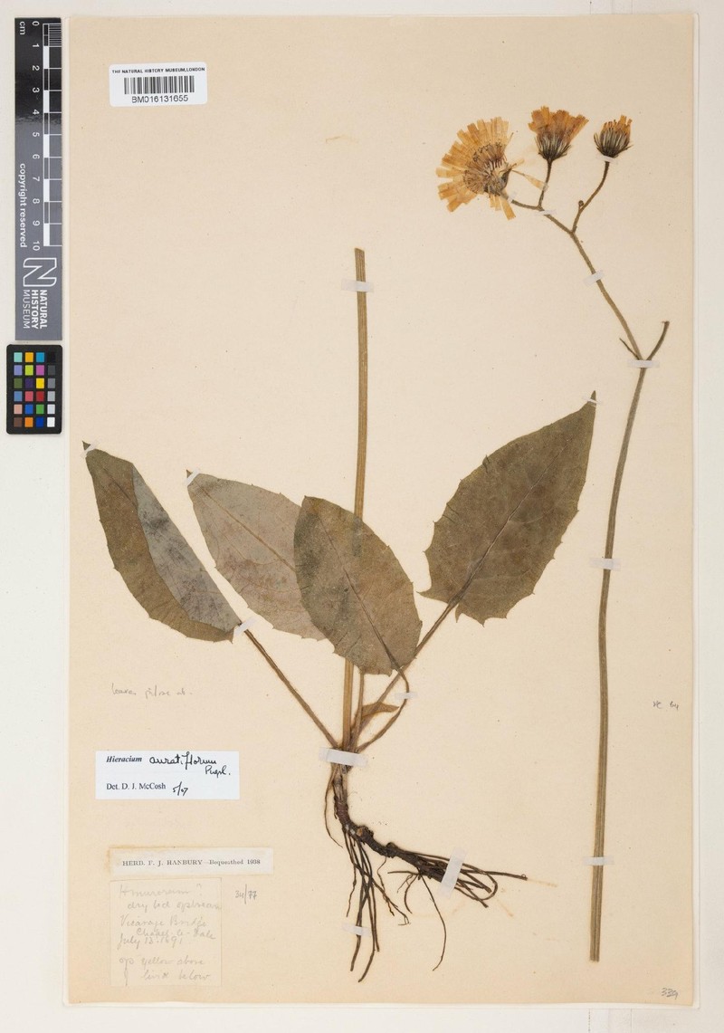 Hieracium auratiflorum photo 4