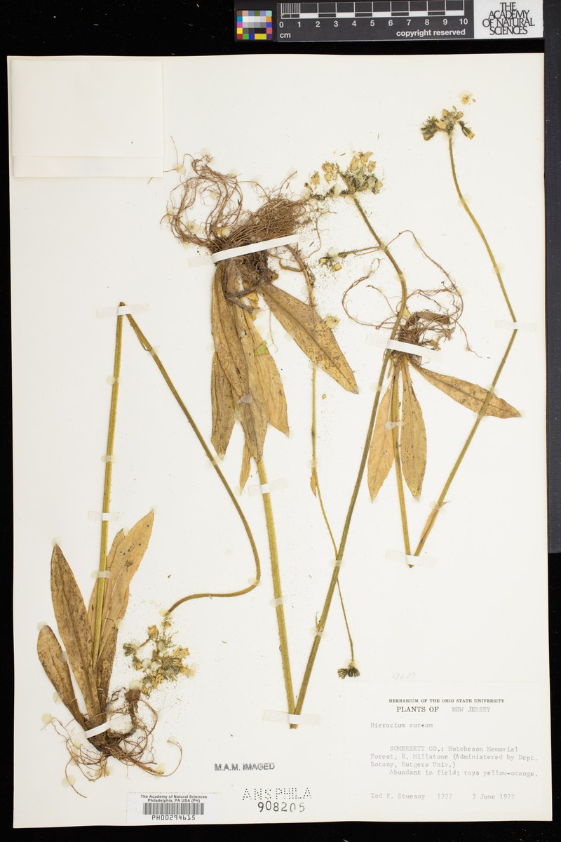 Hieracium aureum