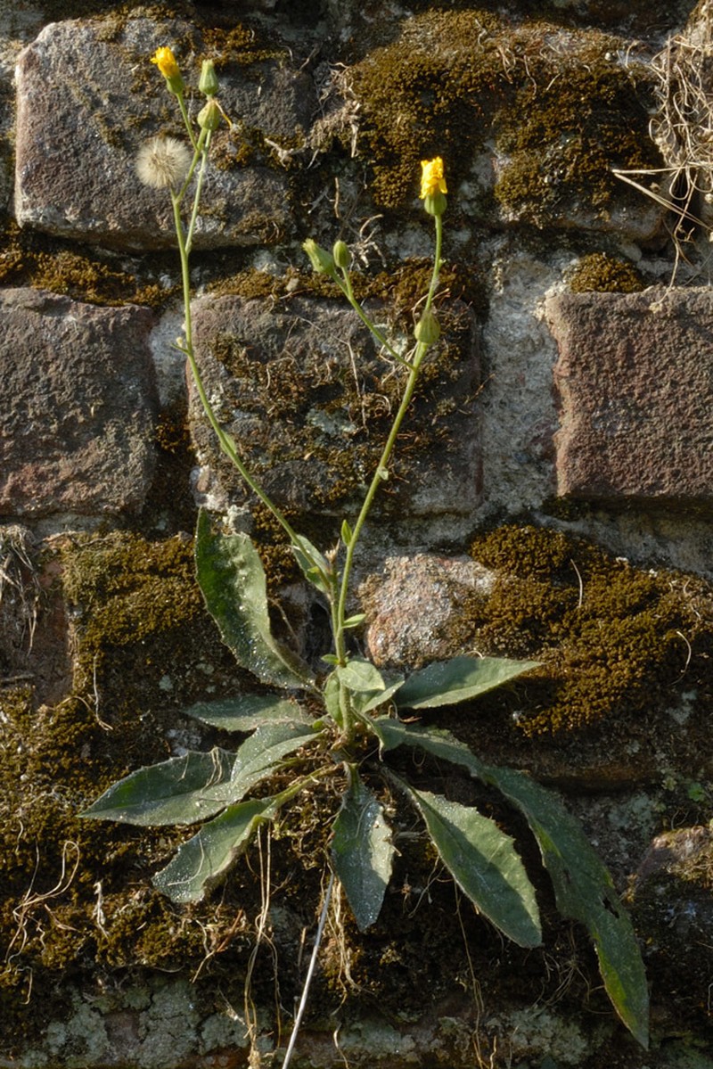 Hieracium australe