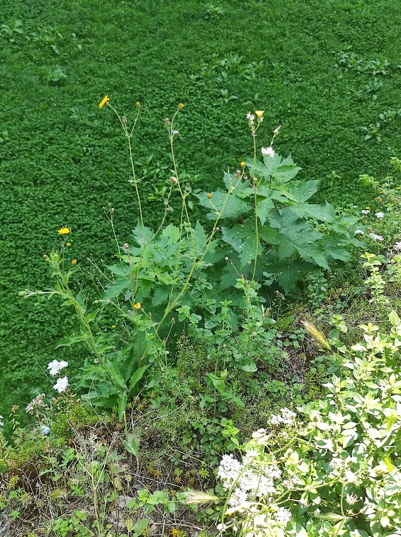 Hieracium australe subsp. australe