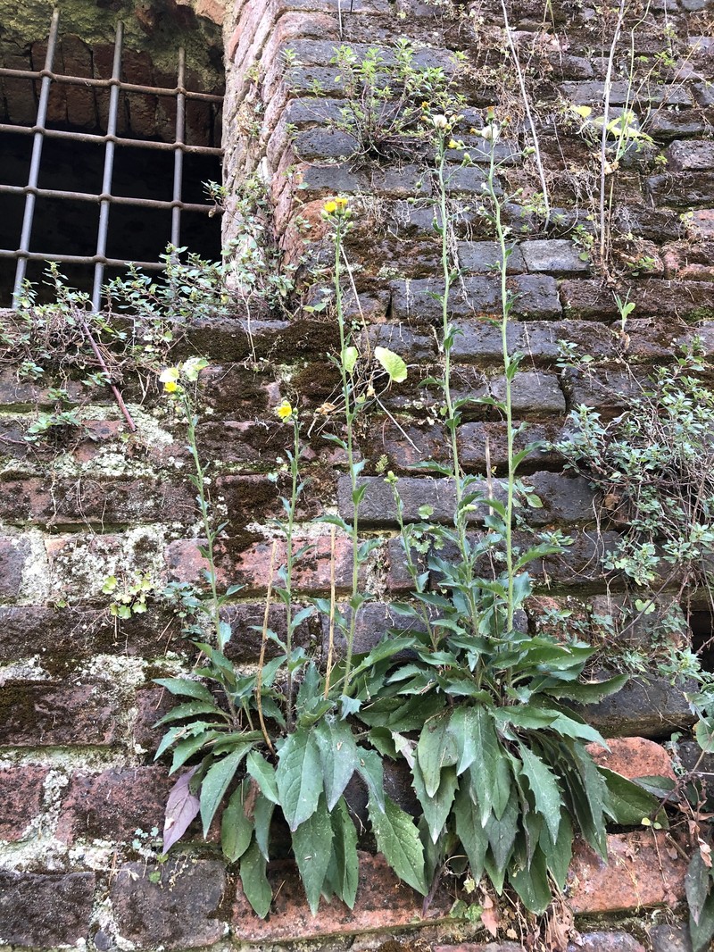 Hieracium australe subsp. australe photo 2