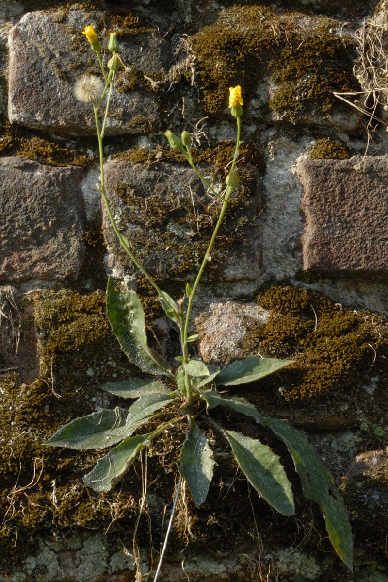 Hieracium australe subsp. australe photo 3
