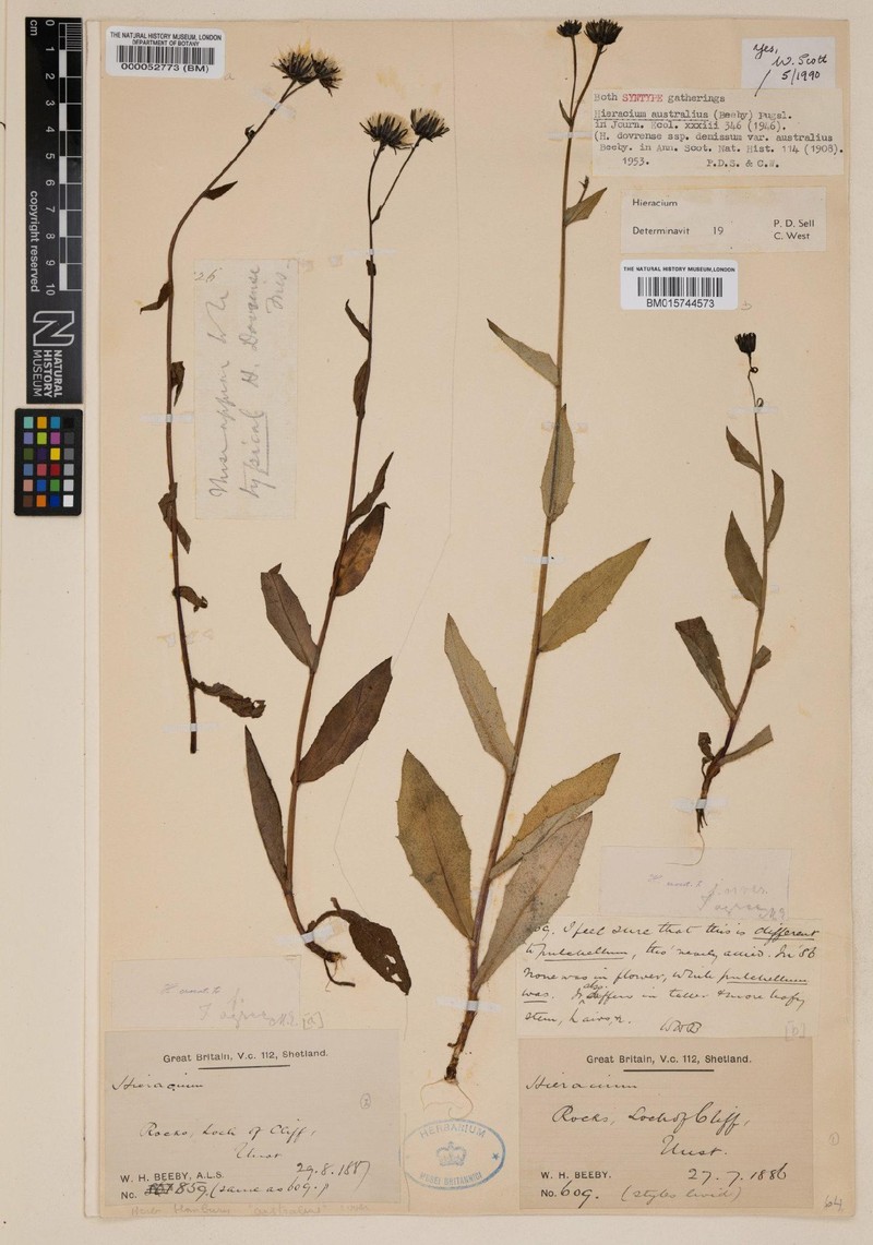 Hieracium australius