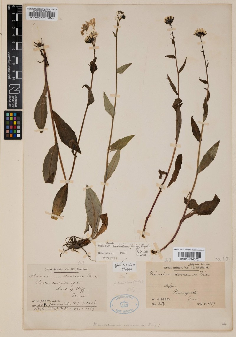 Hieracium australius photo 2