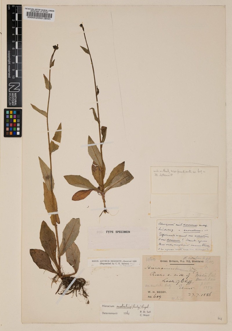 Hieracium australius photo 3