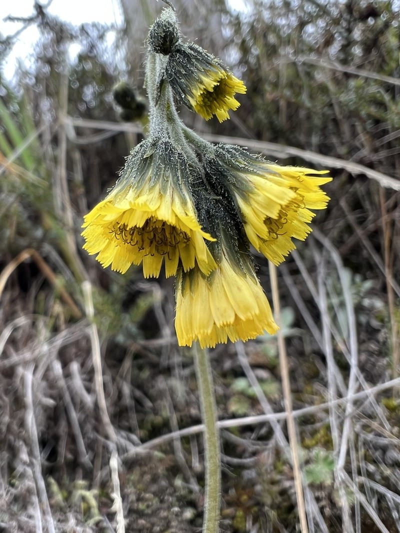 Hieracium avilae