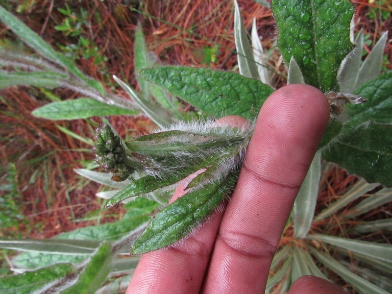 Hieracium avilae photo 2