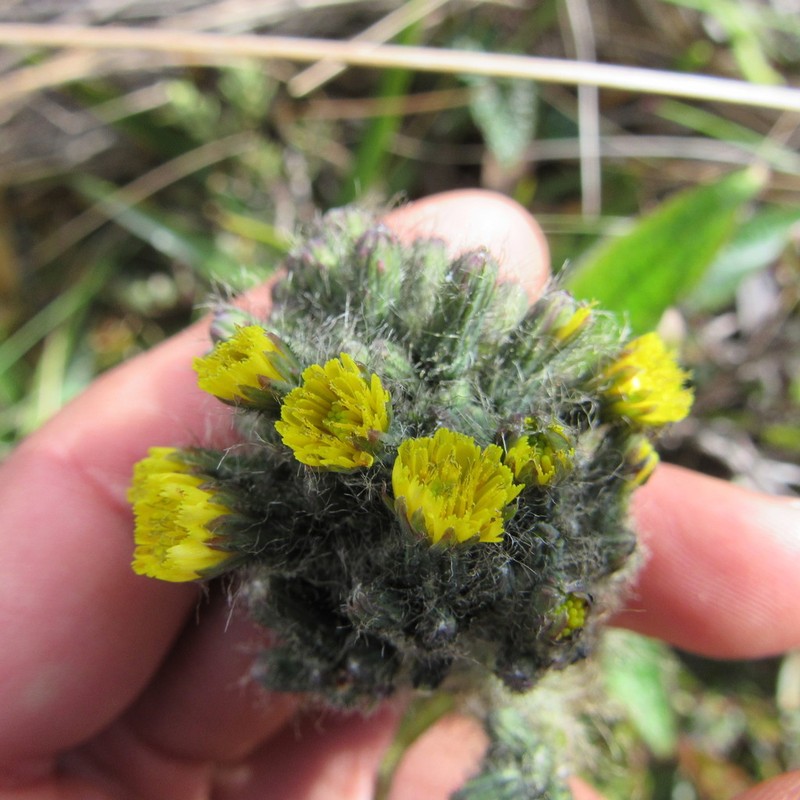 Hieracium avilae photo 3