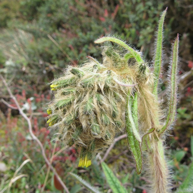 Hieracium avilae photo 4