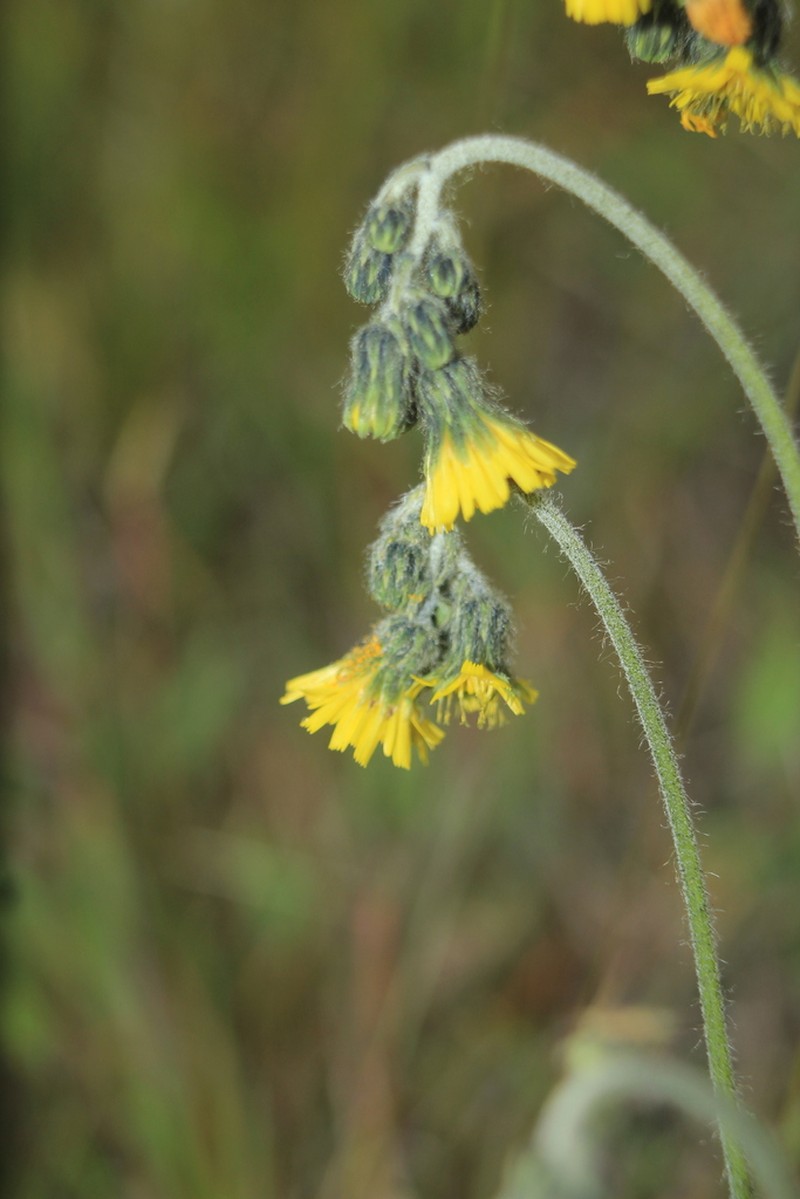 Hieracium avilae photo 5