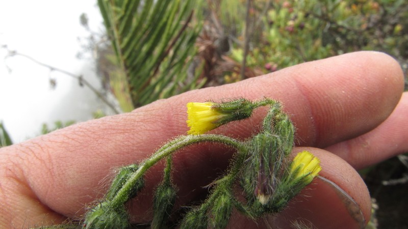 Hieracium avilae photo 6
