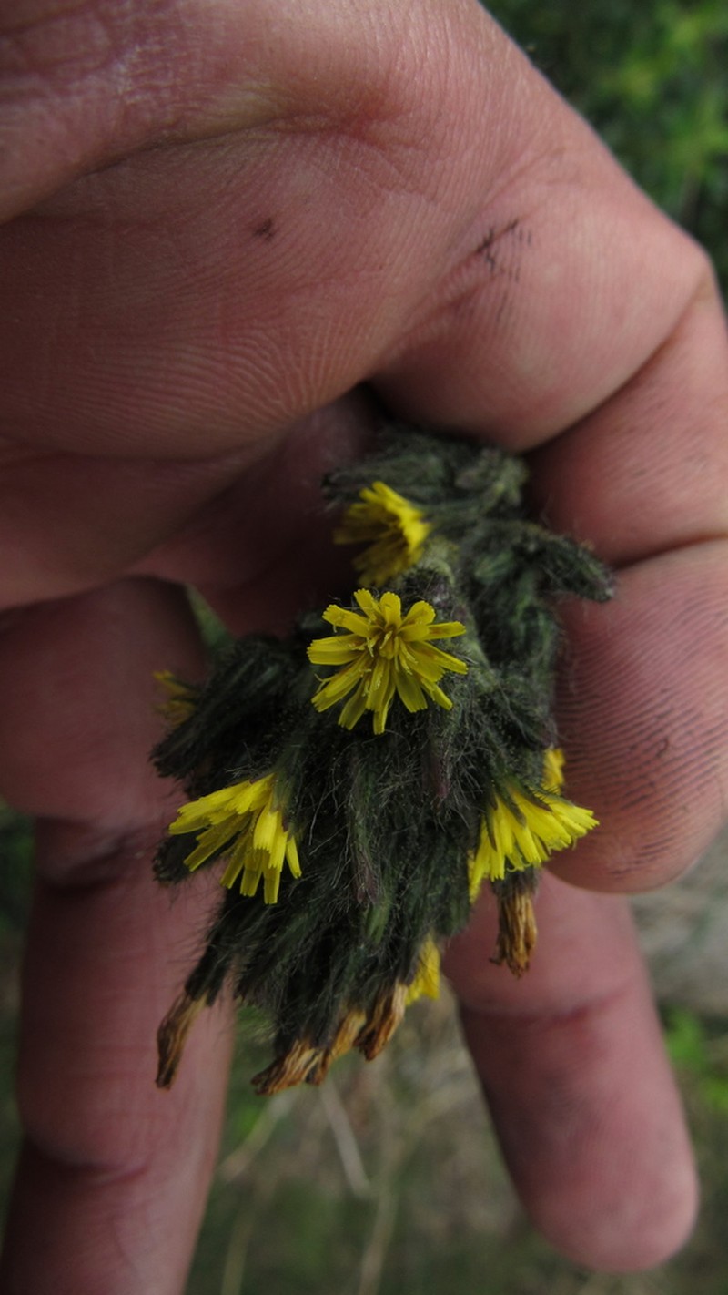 Hieracium avilae photo 7