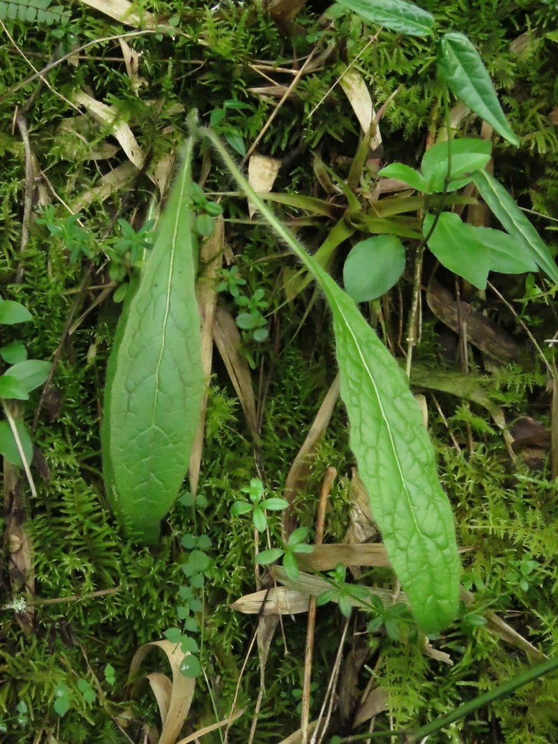 Hieracium avilae photo 8