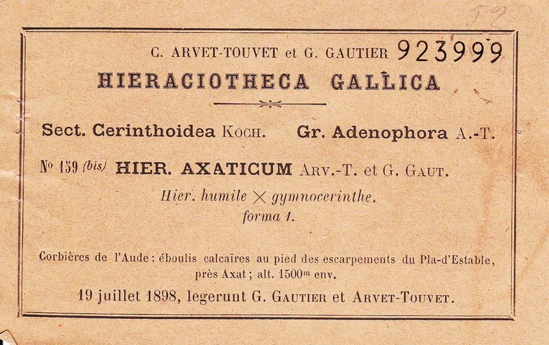 Hieracium axaticum