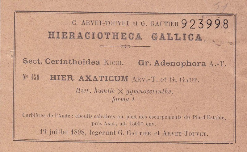 Hieracium axaticum photo 2