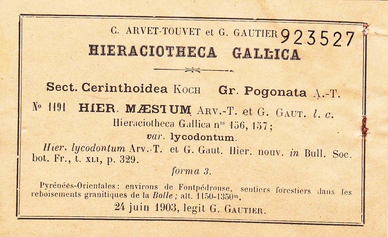 Hieracium aymericianum