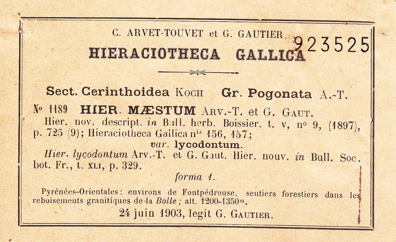 Hieracium aymericianum photo 2