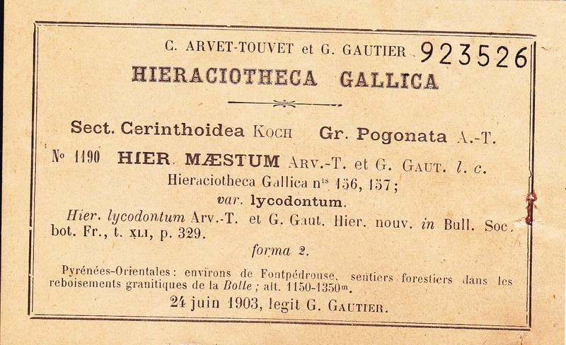 Hieracium aymericianum photo 3
