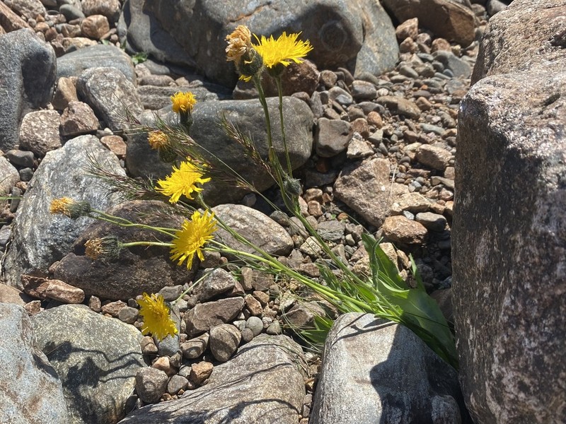 Hieracium backhousei