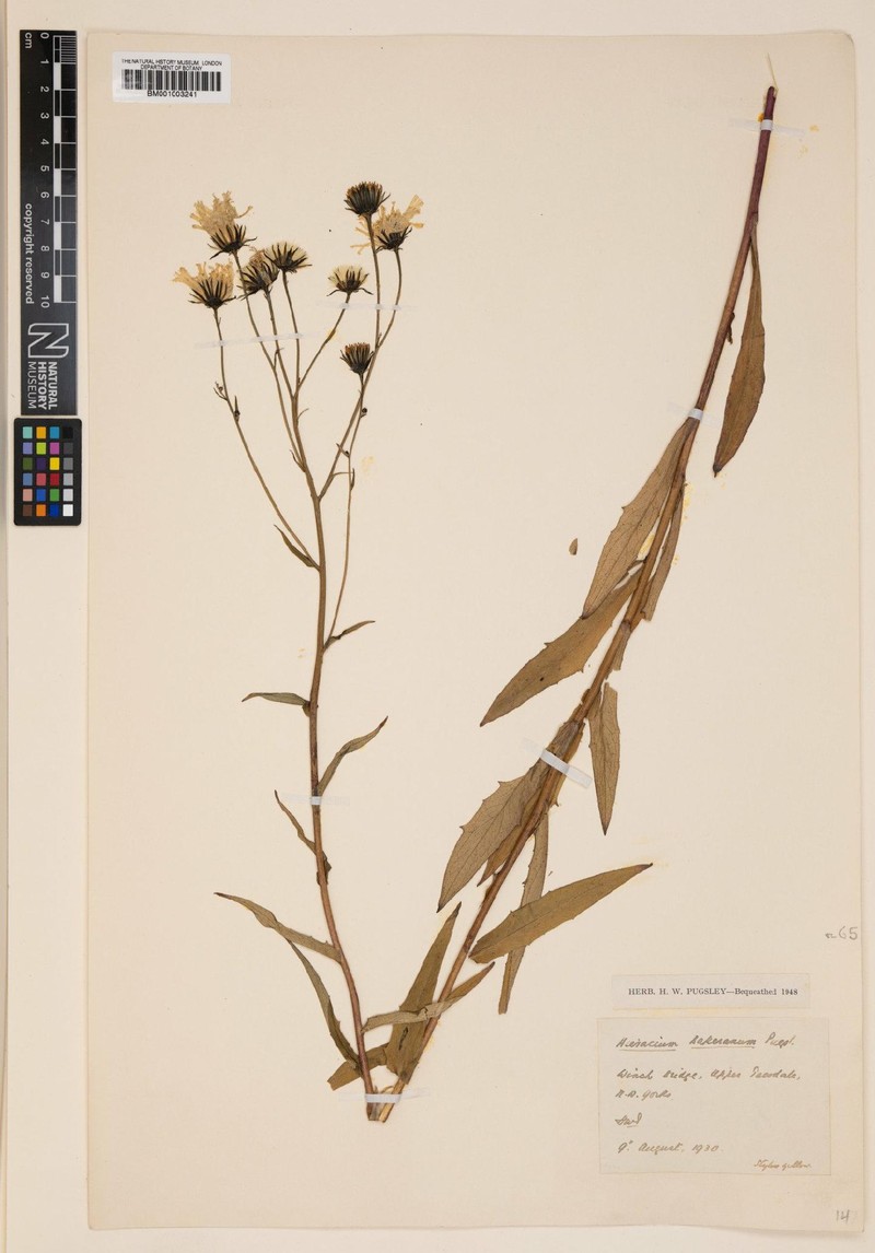 Hieracium bakerianum
