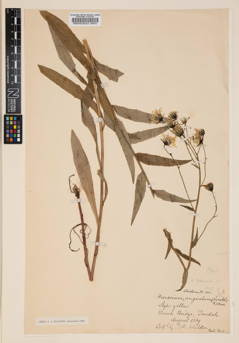 Hieracium bakerianum photo 2