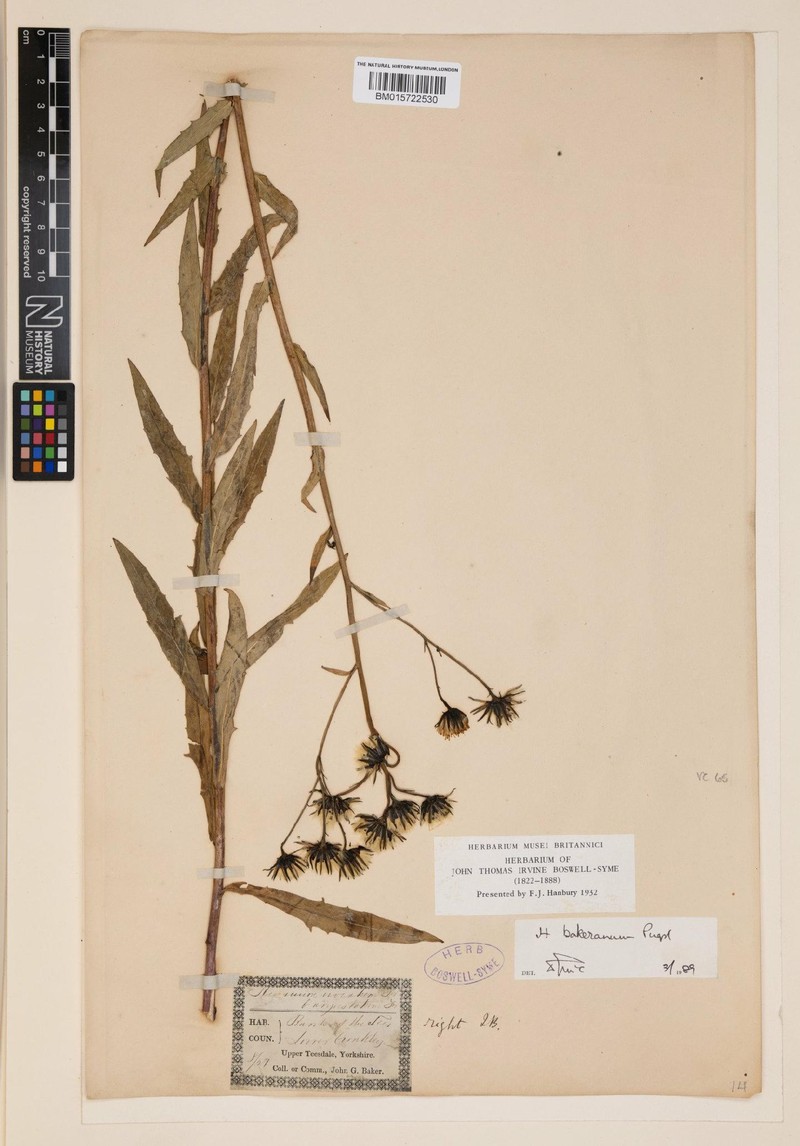 Hieracium bakerianum photo 3