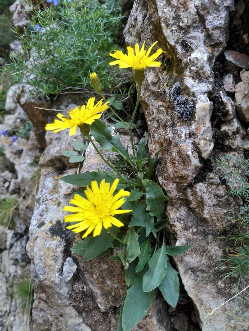 Hieracium balbisianum photo 3
