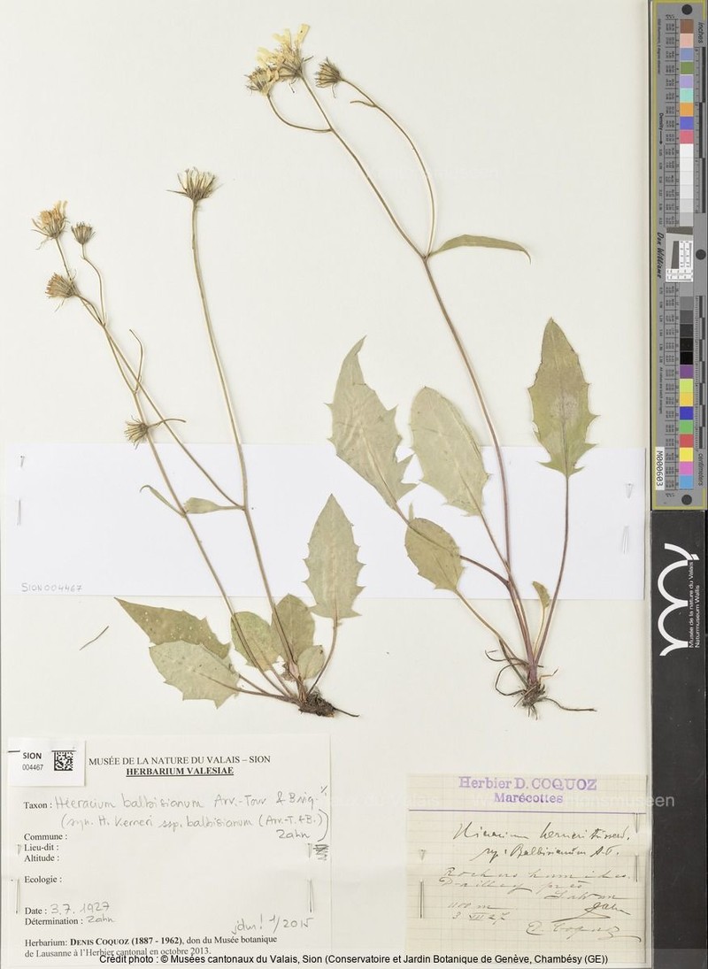 Hieracium balbisianum photo 4