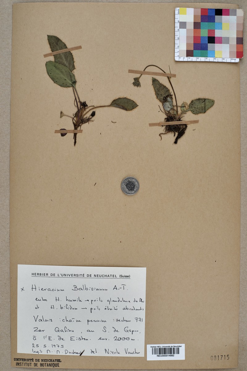 Hieracium balbisianum