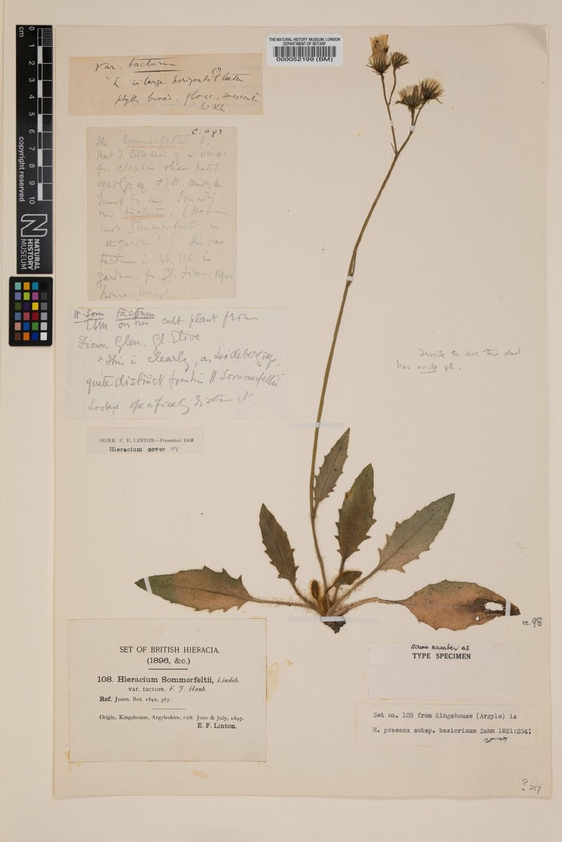 Hieracium basicrinum