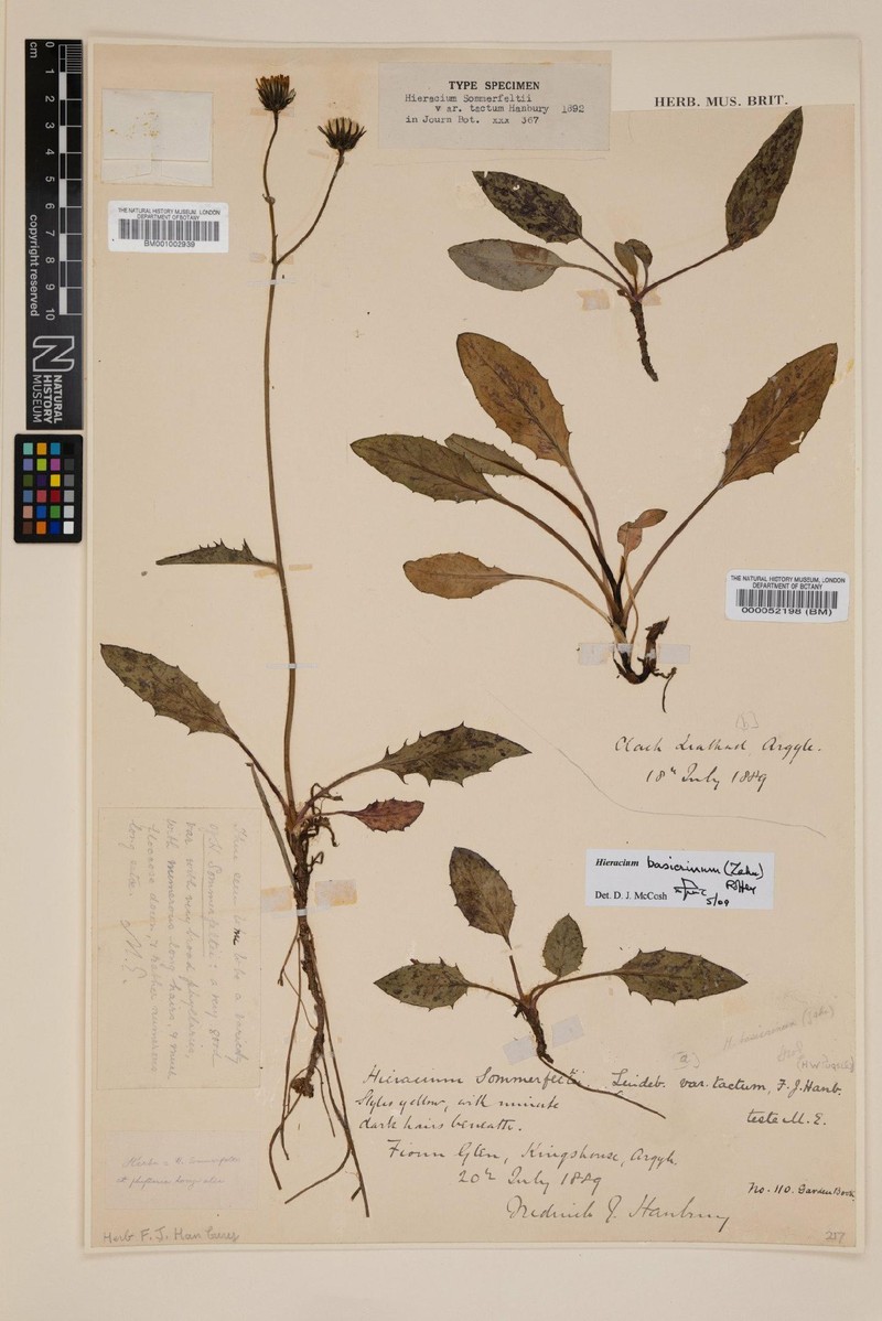Hieracium basicrinum photo 2