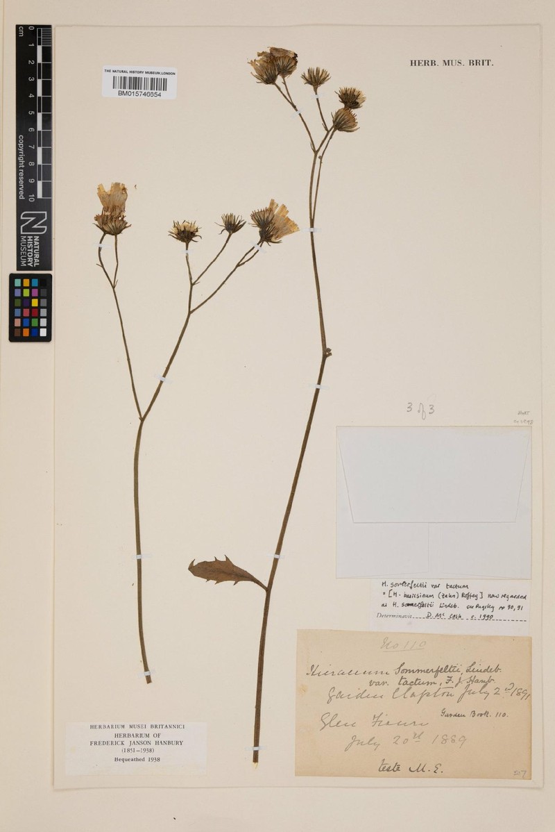 Hieracium basicrinum photo 3