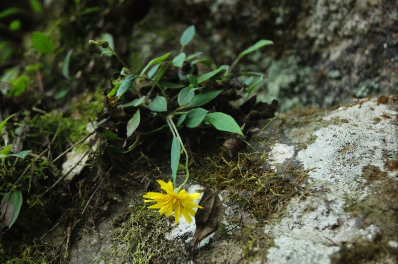 Hieracium beamanii