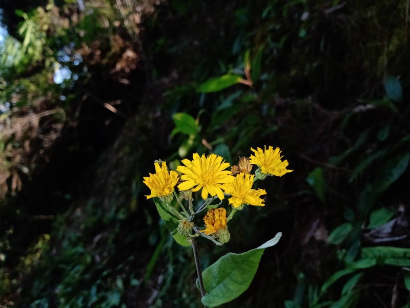 Hieracium beamanii photo 4