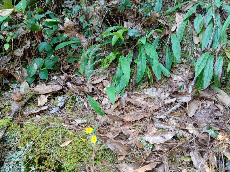 Hieracium beamanii photo 5