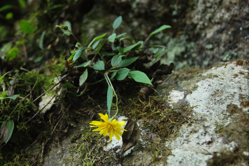 Hieracium beamanii photo 6