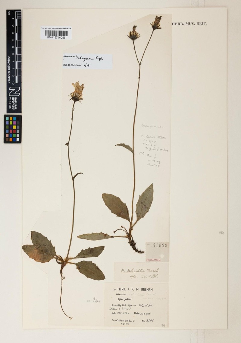 Hieracium beebyanum