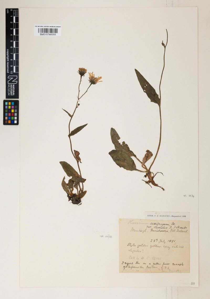 Hieracium beebyanum photo 2
