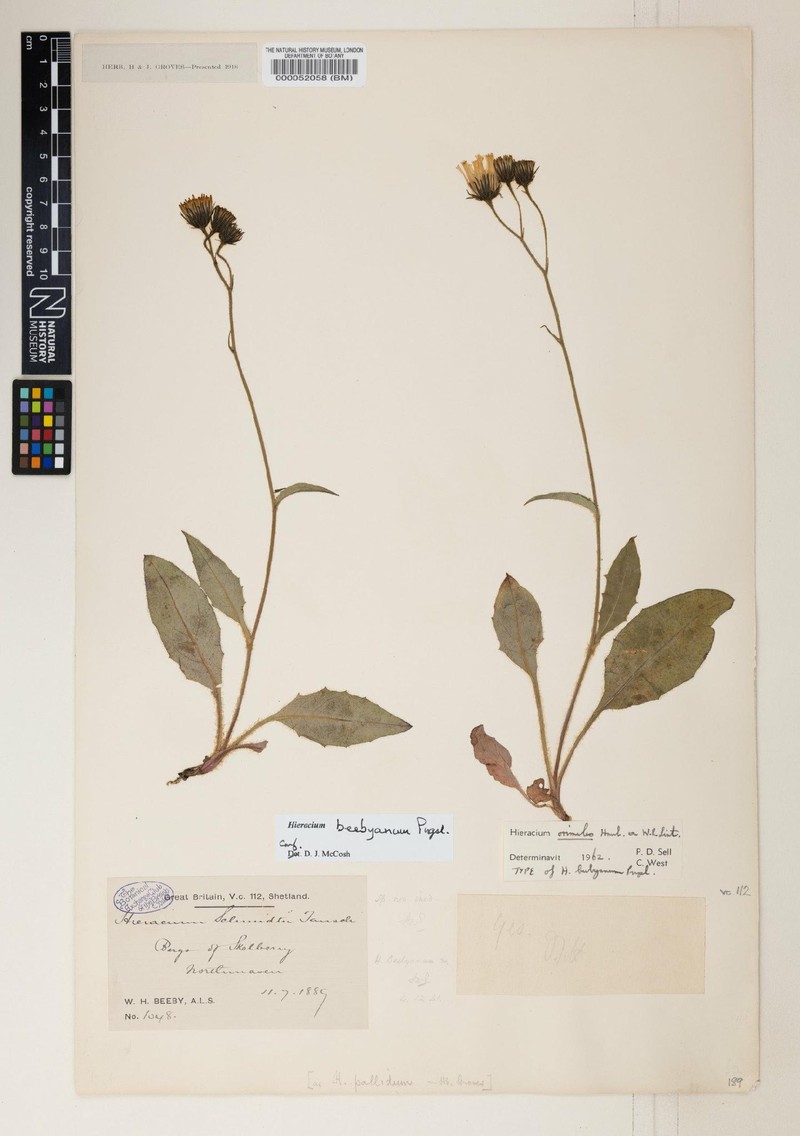 Hieracium beebyanum photo 3