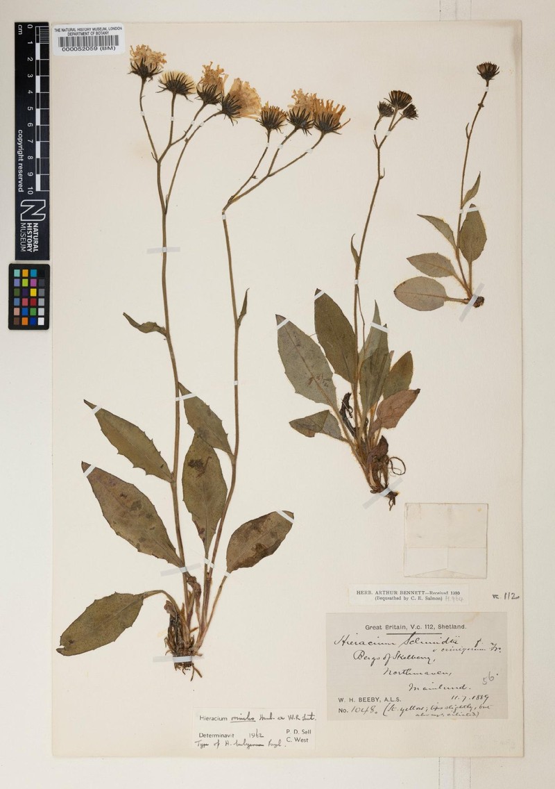 Hieracium beebyanum photo 4