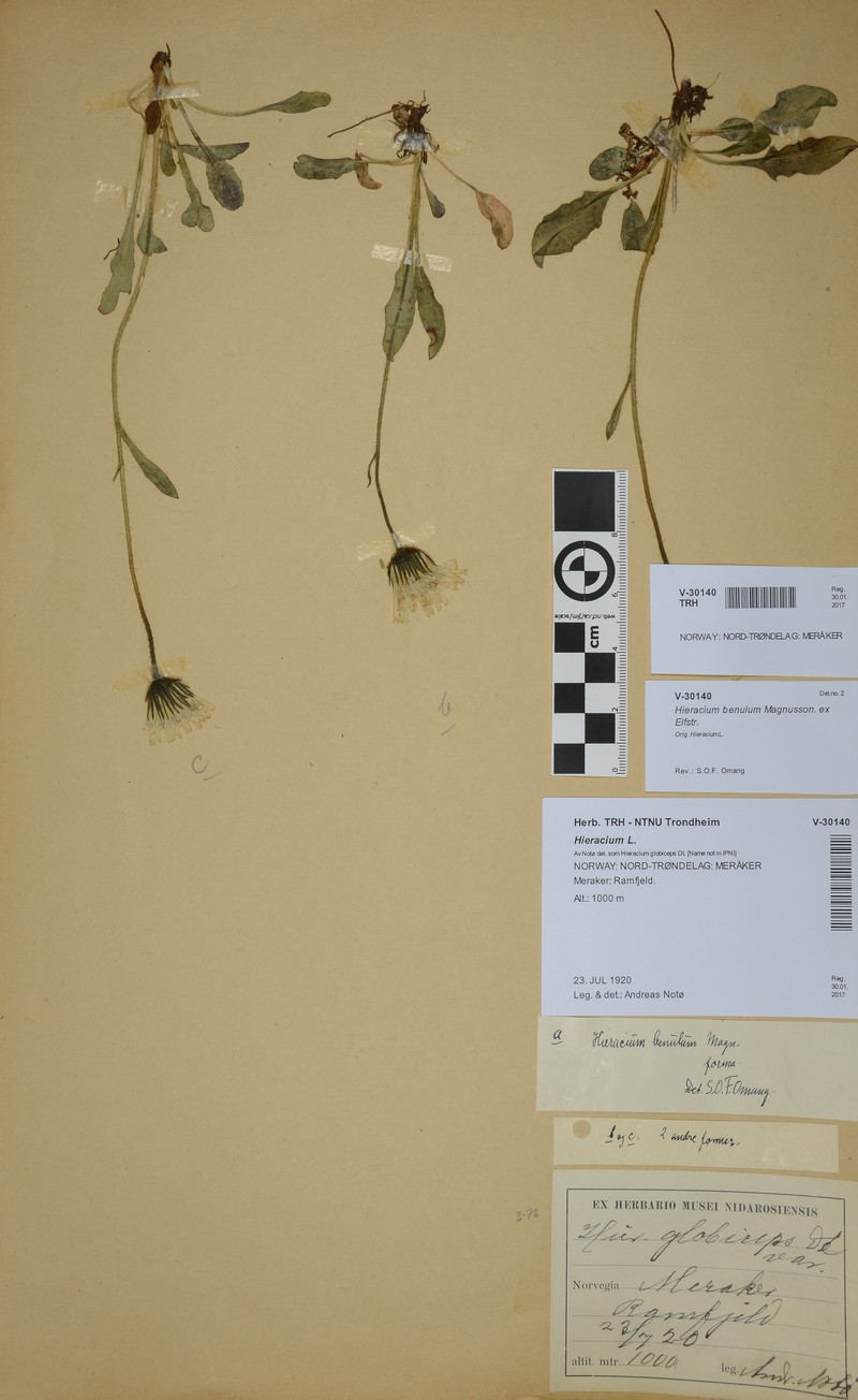 Hieracium benulum