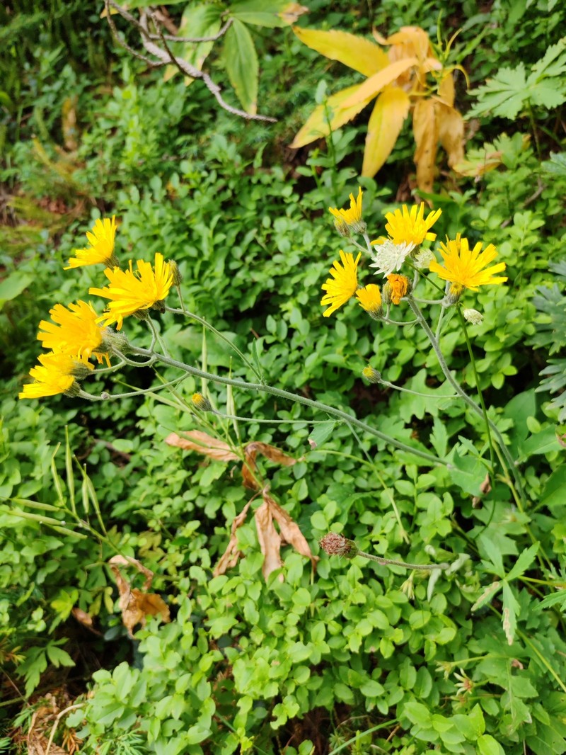 Hieracium benzianum
