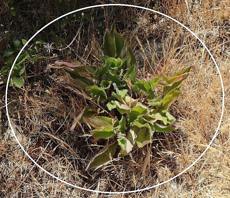 Hieracium bernardi