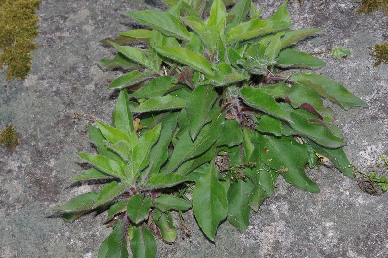 Hieracium bernardi photo 2