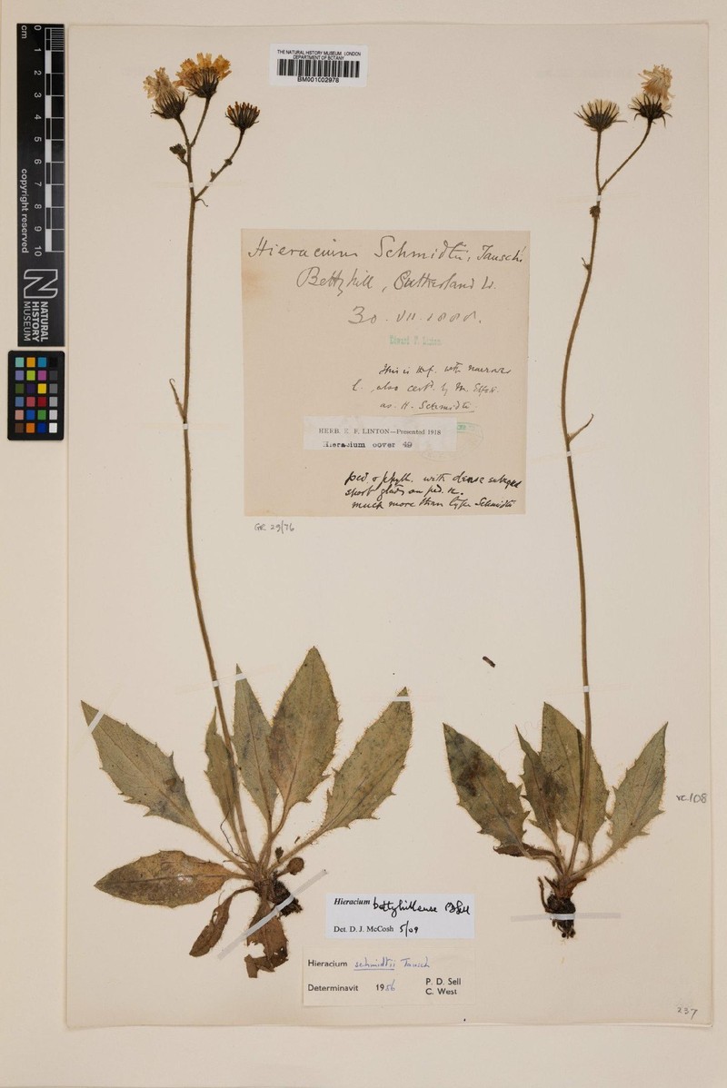 Hieracium bettyhillense