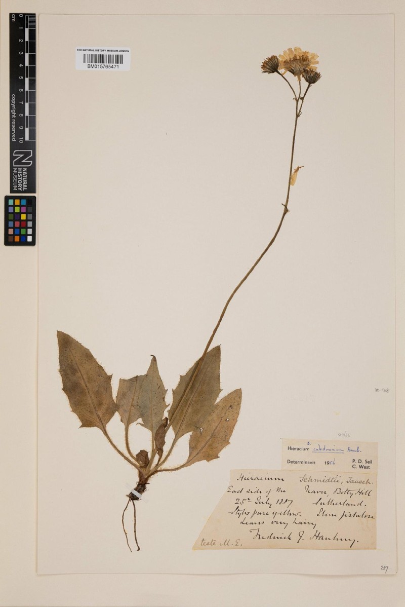 Hieracium bettyhillense photo 3