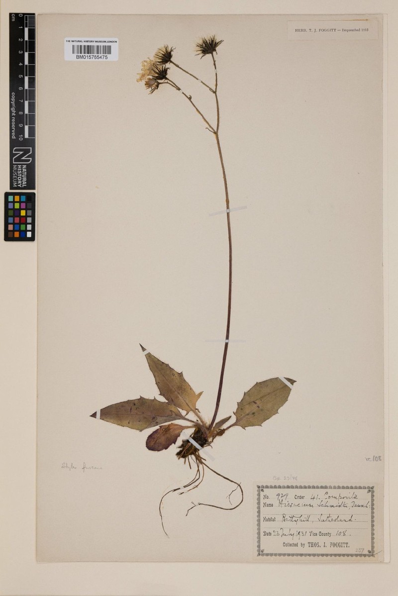 Hieracium bettyhillense photo 4