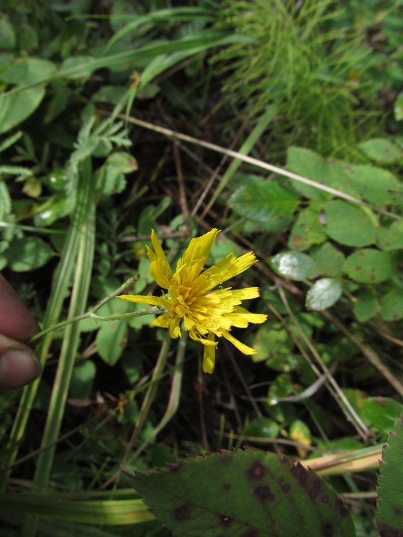Hieracium bichloricolor